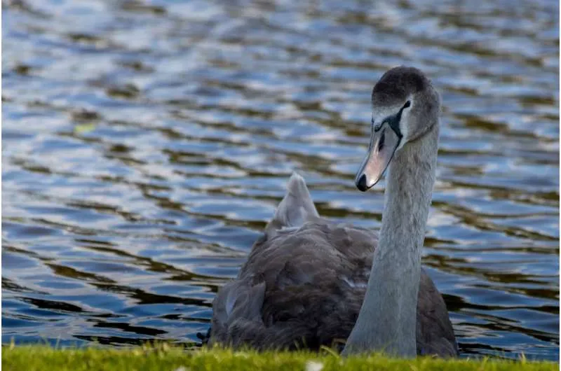 «Серые лебеди» ИИ: 3 риска, к которым нужно готовиться
