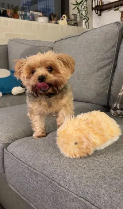 Casio Moflin: ИИ-питомец или дорогой гаджет?