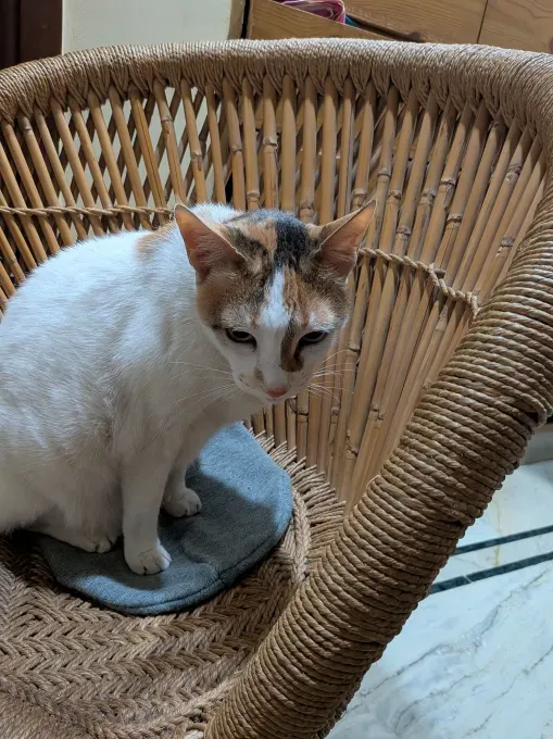 Google Pixel 10a: плоский дизайн без камерного блока