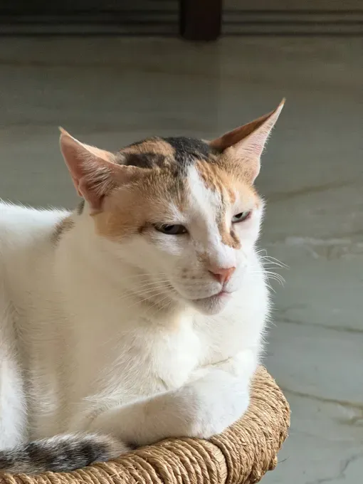 iPhone 17 Pro Max: Больше мощности и новые возможности