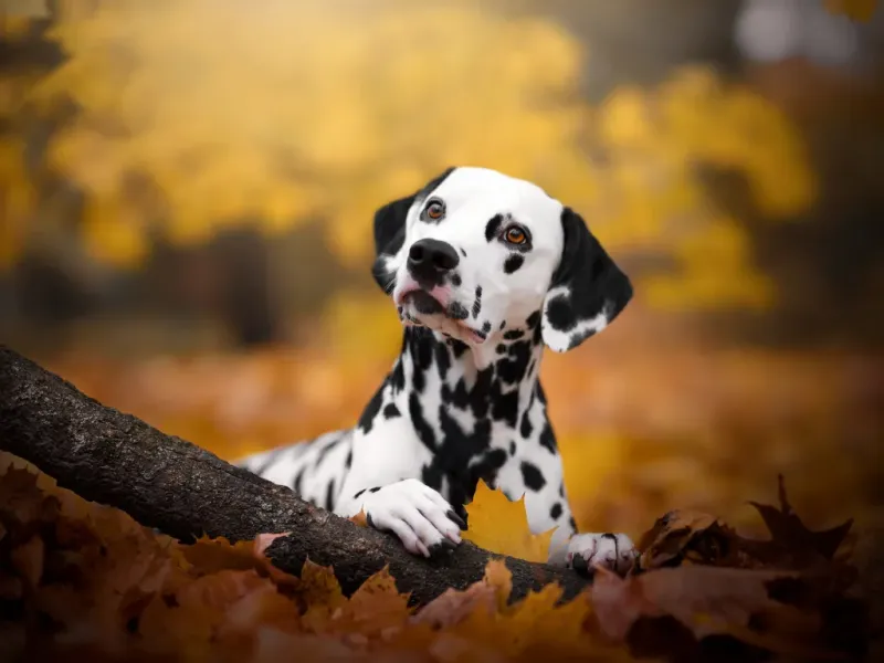 Updog: Datadog представляет бесплатный мониторинг сервисов