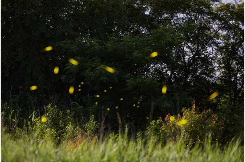 Алгоритм как у светлячков решает задачу распределения ресурсов