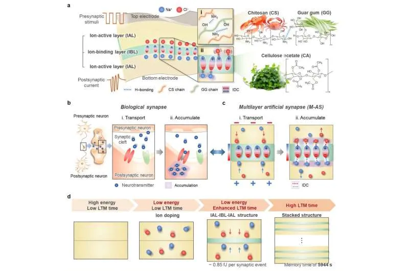 Ultra-low power, fully biodegradable artificial synapse with record-breaking memory