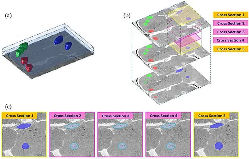 ИИ воссоздает 3D-мир из микроскопических снимков
