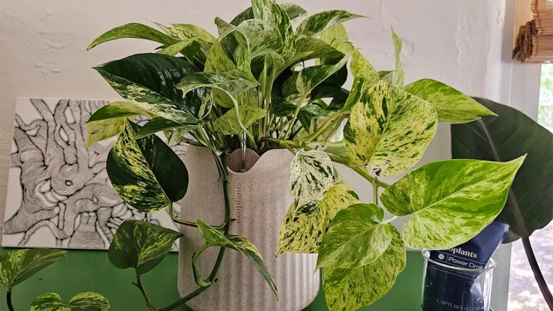 Image for the large product module