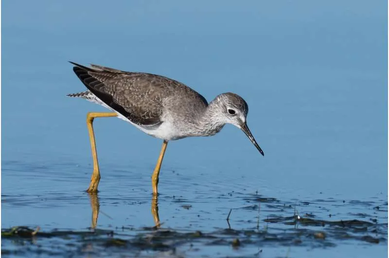 Research shows humans have remote touch "seventh sense" like sandpipers