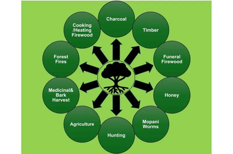 Солнечная энергия в Замбии: как оплата ведет к вырубке лесов