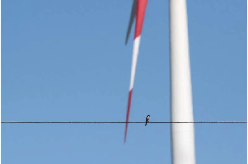 Монитор отслеживает редких птиц возле ветряных турбин недалеко от Свеллендама.