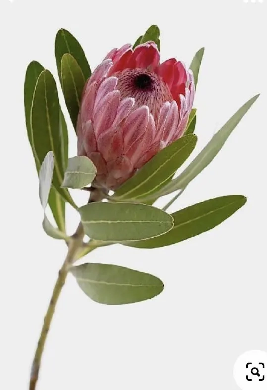 PRAGMATA PS5 Standard Edition: Турция/Украина | Ку...