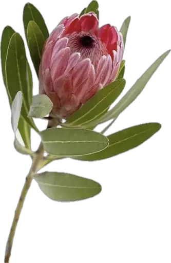 PSN Styx: Blades of Greed - Быстрая доставка | ggs...